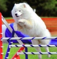 The Samoyed